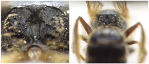 Lasioglossum laticeps